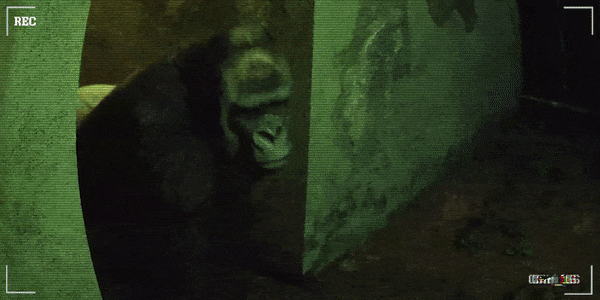 癫狂动物园|官方中文|Zoochosis-小白网创